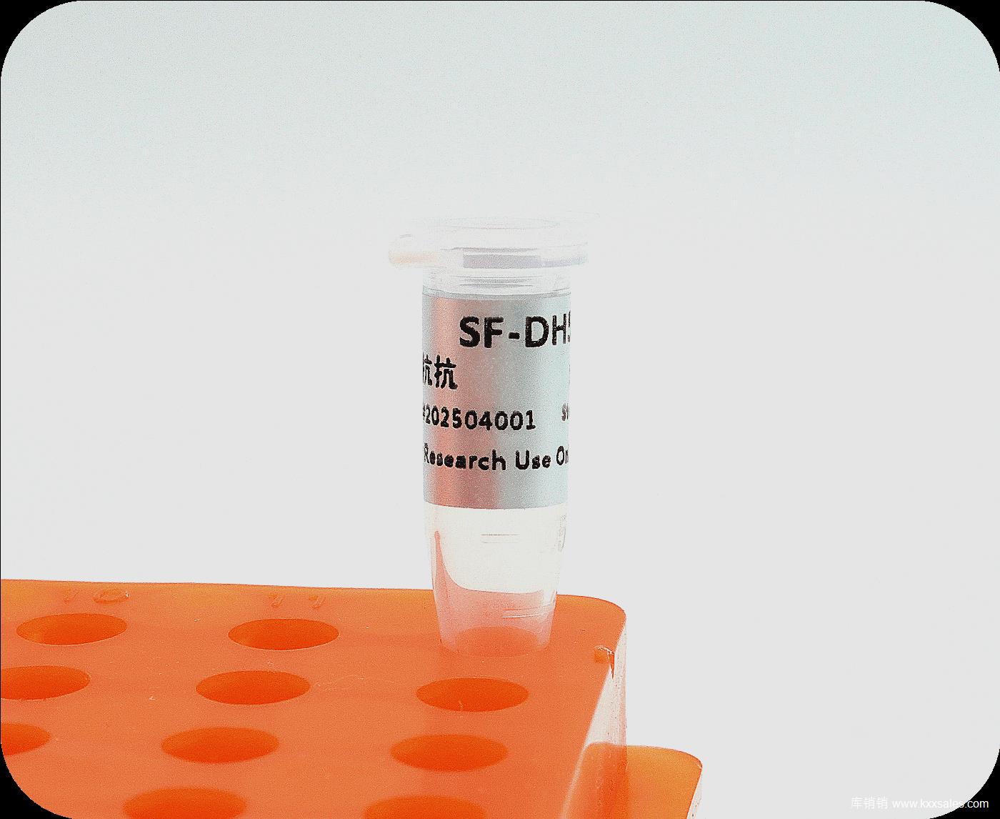 TKK 感受态细胞DH5α  200支