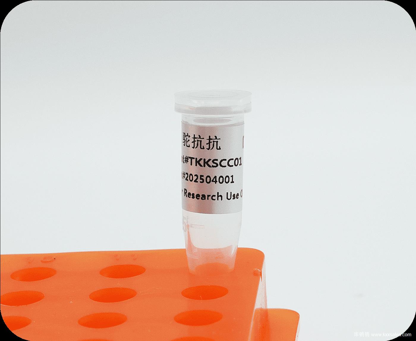 TKK 感受态细胞DH10β  200支